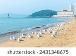 Landscape view of seagull birds on Haeundae beach, Busan, South Korea.