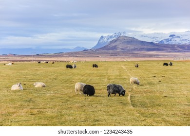 Landscape View Of Sheep Ranch And Mountains With Icelandic Sheeps In The Field, Iceland