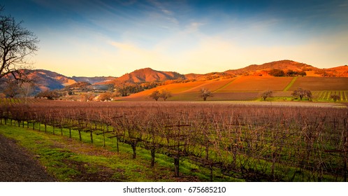 A Landscape View Of Sonoma Valley Vineyards At Sunset With Fluffy White Clouds, Trees And Buildings.