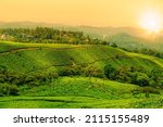 Landscape view of a tea plantation at sunset. Munnar, Kerala State, India.
