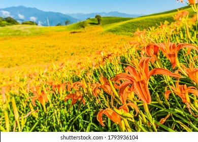 Landscape View Of Tiger Lilies (Daylily) Garden On The Hill Of East Rift Valley, Liushidan Mountain, Fuli, Hualien, Taiwan