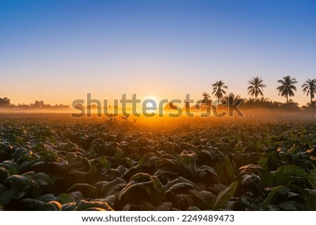 Landscape view of Tobacco fields at sunset in countryside of Thailand
