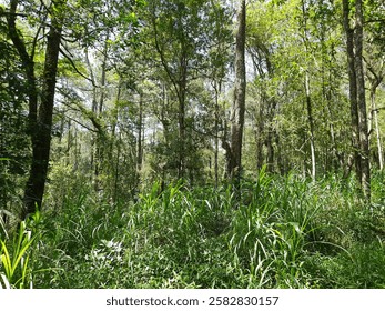 Landscape view of trees in a dense forest with sunlight coming in through the gaps in the leaves.
