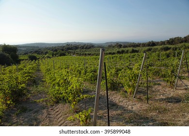 Landscape View Of A Vineyard And Green Hills In Crete, Greece. Selective Focus