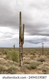 Landscape view from a walking track within the Silly Mountain park with large damaged Saguaro cactus, near Phoenix, Arizona