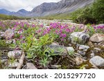 Landscape view of wildflowers growing in Gates of the Arctic National Park (Alaska), the least visited national park in the United States.