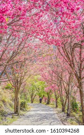 Landscape View Of Wuling Farm With Beautiful Cherry Blossom (Sakura) In Spring, Taichung, Taiwan