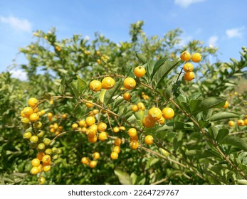 landscape view of yellow fruit plants on the home page
