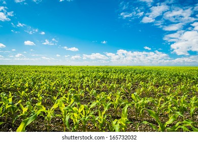 Landscape View Of A Young Corn Field.