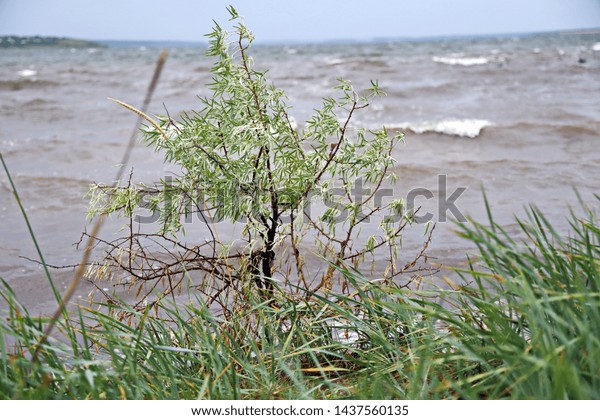 Landscape views\
of the shore and estuary Tiligul after the summer thunderstorm.\
Nature of Ukraine,\
2019.\
