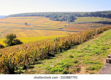 Landscape Of Vines Côtes De Beaune In Burgundy At Autumn Near Pernand Vergelesses