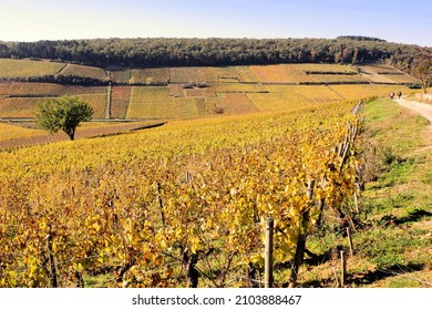 Landscape Of Vines Côtes De Beaune In Burgundy At Autumn Near Pernand Vergelesses