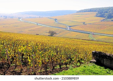 Landscape Of Vines Côtes De Beaune In Burgundy At Autumn Near Pernand Vergelesses With A Nice View On 1er Cru Ile Des Vergelesses