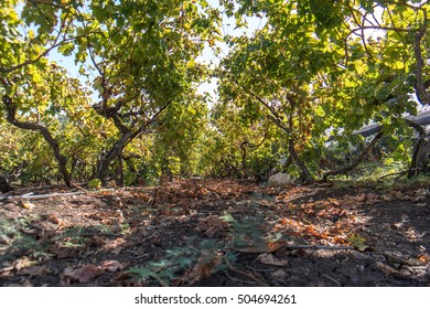 Landscape of vineyard