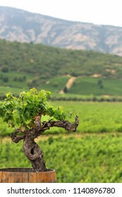 Landscape Of Vineyard In Chile