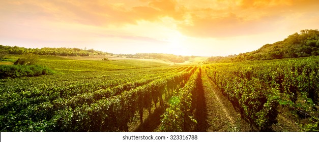 landscape of vineyard, nature background 