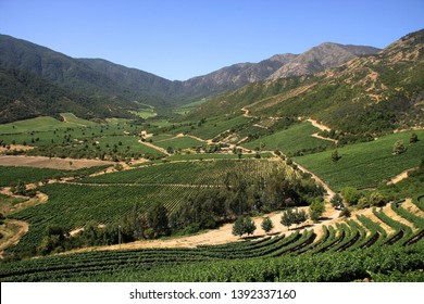 Landscape Of Vineyards In Chile