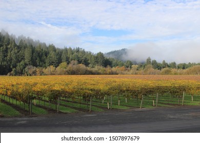 Landscape Of The Vineyards In The Fall In The Russian River Valley