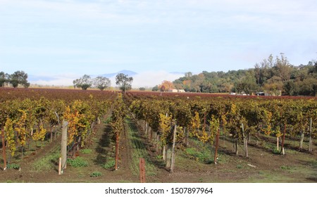 Landscape Of The Vineyards In The Fall In The Russian River Valley