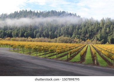 Landscape Of The Vineyards In The Fall In The Russian River Valley