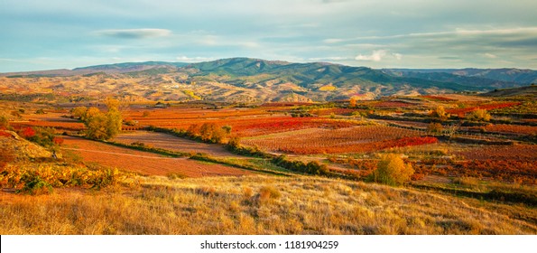 Landscape With Vineyards In La Rioja