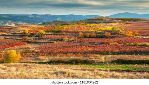 Landscape With Vineyards In La Rioja