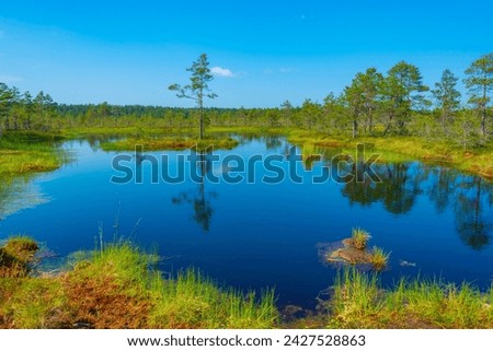 Landscape of Viru bog national park in Estonia.