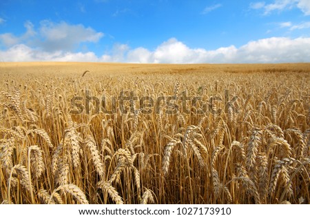 Landscape with warm colored yellow wheat crops on sunny day on rural farmland. Ears of golden wheat close up. Background of ripening ears of meadow wheat field. Rich harvest ?oncept.