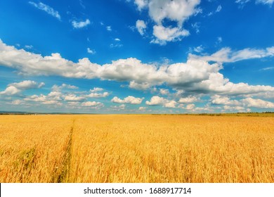 Landscape of wheat ears and blue cloudy sky - Powered by Shutterstock