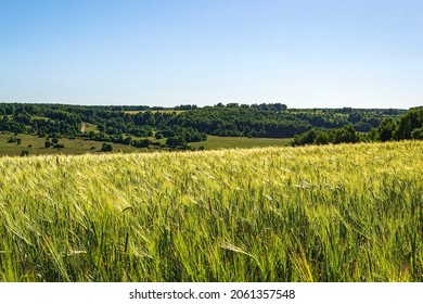 landscape wheat field, summer before the harvest