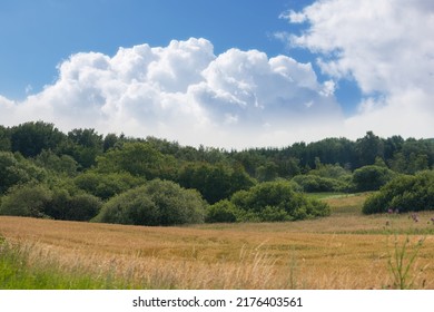 A landscape of wheat fields blooming in a beautiful open spring farm countryside under clear sky copy space. Vibrant perennial plants thrive in nature. Natural and vast plant of lush green foliage - Powered by Shutterstock