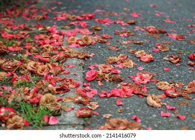 41,362 Fallen flower Images, Stock Photos & Vectors | Shutterstock