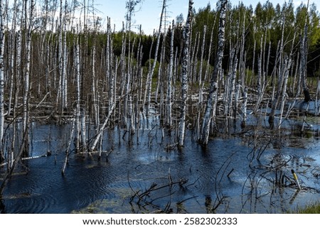 Similar – Image, Stock Photo Stream with dead tree trunks in autumn in gloomy mood, flowing water