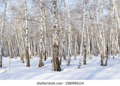 Landscape, white birch winter forest, snow trees.