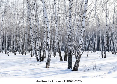 Landscape, White Birch Winter Forest, Snow Trees.