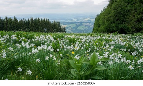 Landscape of wild daffodil field in Les Pleiades, Canton Vaud, Switzerland. 
