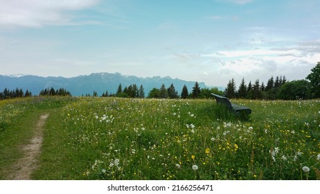 Landscape of wild flower field in Les Pleiades, Canton Vaud, Switzerland. 