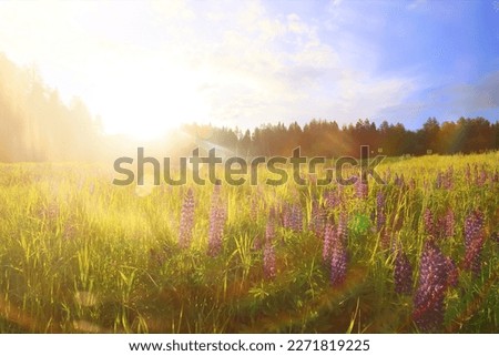 landscape wild flowers rays of the sun in the lupine flower field