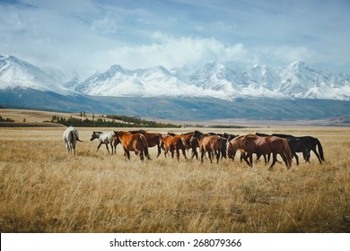 landscape with wild horses near the mountain. Altai, Siberia.