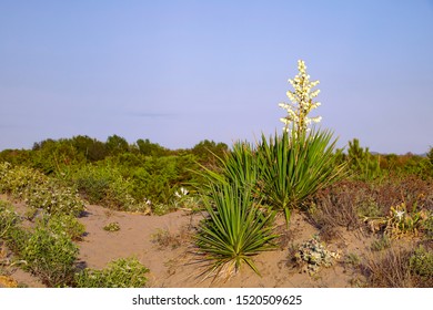 Landscape with wild Yucca plant in full bloom on the italian beach. Coastal vegetation, desert plants. Migliarino san rossore National Park. Tuscany, Italy. - Powered by Shutterstock