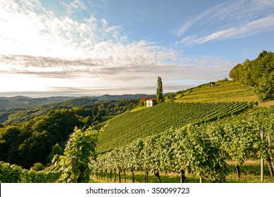 Landscape with wine grapes in the vineyard before harvest, Styria Austria Europe