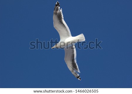 Image, Stock Photo Two make a summer Seagull