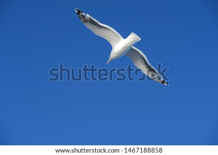 Similar – Image, Stock Photo Bye bye, summer Seagull