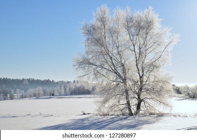 Landscape in winter and tree branches covered with white frost