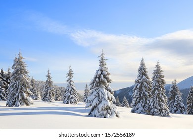 Landscape winter woodland in cold sunny day. Spruce trees covered with white snow. Wallpaper background. Location place Carpathian, Ukraine, Europe.