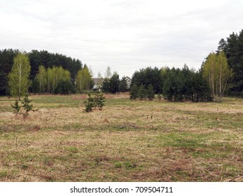 Landscape With Withered Grass.