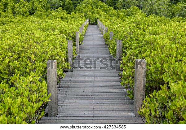 Landscape of Wood bridge\
for Study nature