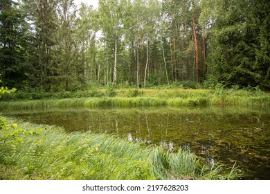 Landscape Wood Pond Lake Rainy Weather