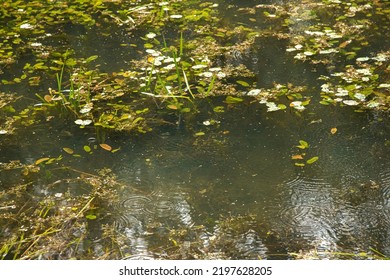 Landscape Wood Pond Lake Rainy Weather