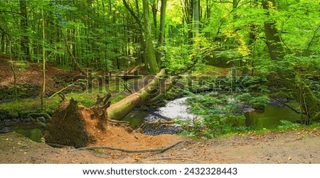Landscape, woods and river in creek with trees, bush and environment in sunshine with green plants. Forest, water and stream with growth, sustainability and ecology for swamp, summer and countryside